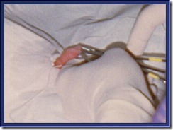 circ7